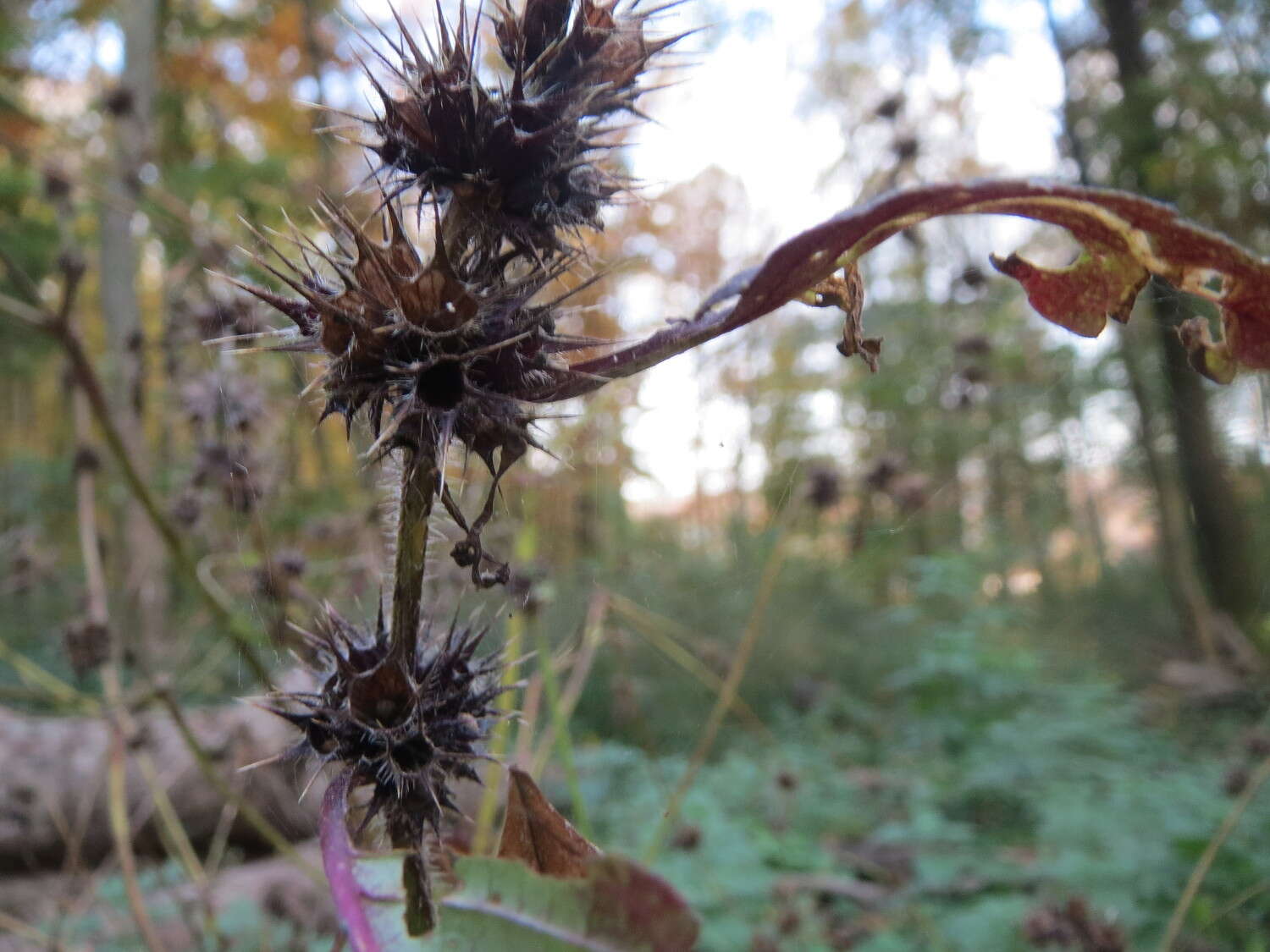 Image of Common hemp nettle