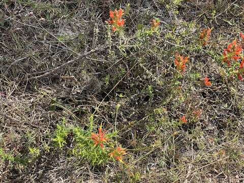 Image of Castilleja auriculata Eastwood