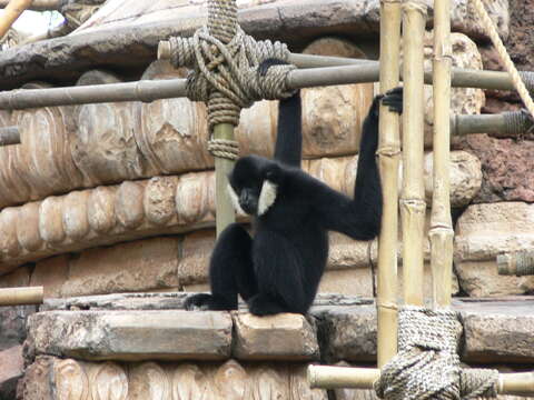 Image of Northern White-cheeked Gibbon