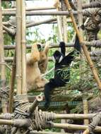 Image of Northern White-cheeked Gibbon
