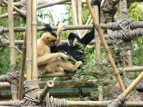 Image of Northern White-cheeked Gibbon