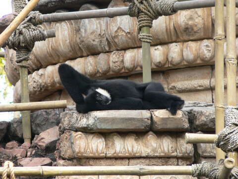 Image of Northern White-cheeked Gibbon