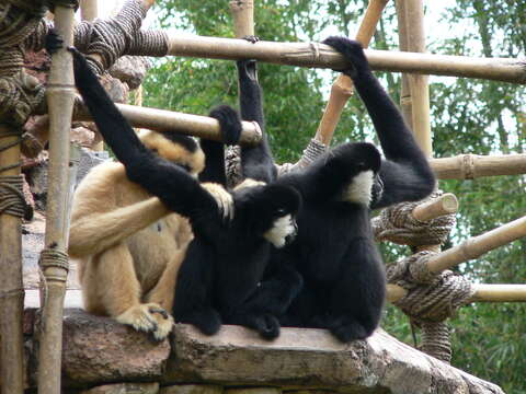 Image of Northern White-cheeked Gibbon