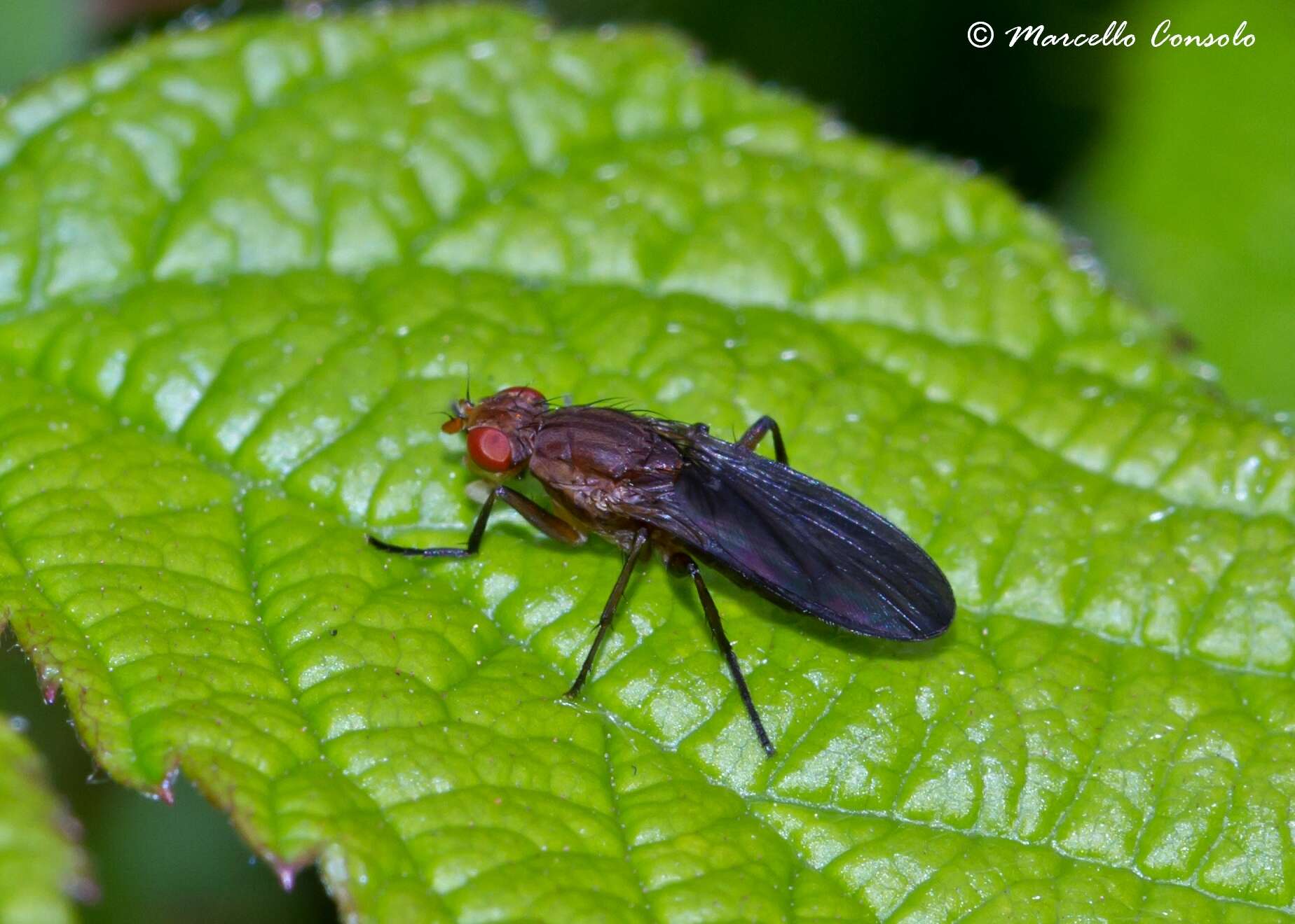 Image of Pelidnoptera fuscipennis (Meigen 1830)