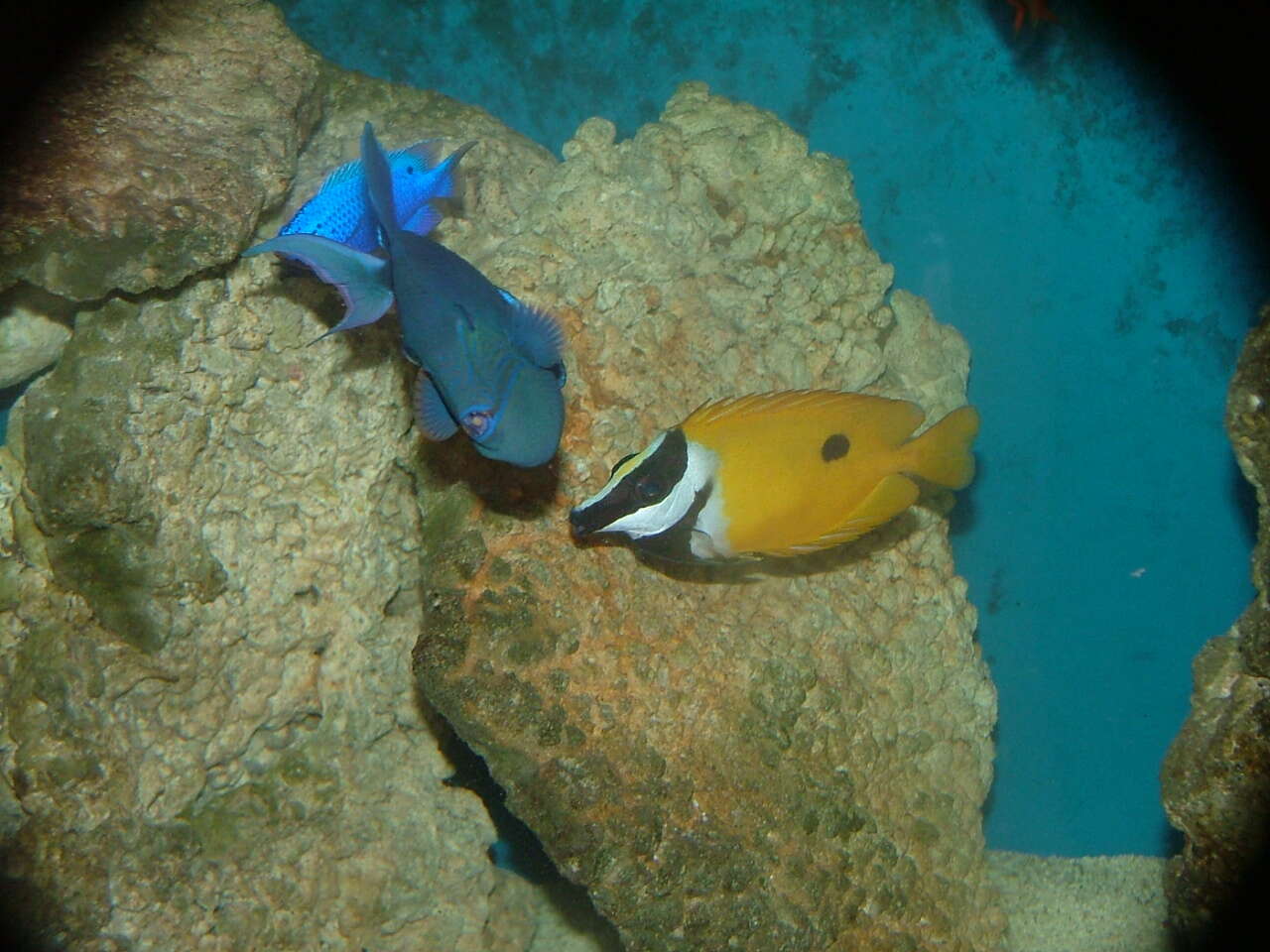 Image de Demoiselle bleue