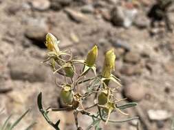 Image of Mentzelia sivinskii J. J. Schenk & L. Hufford