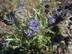 Image of Caryopteris mongholica Bunge