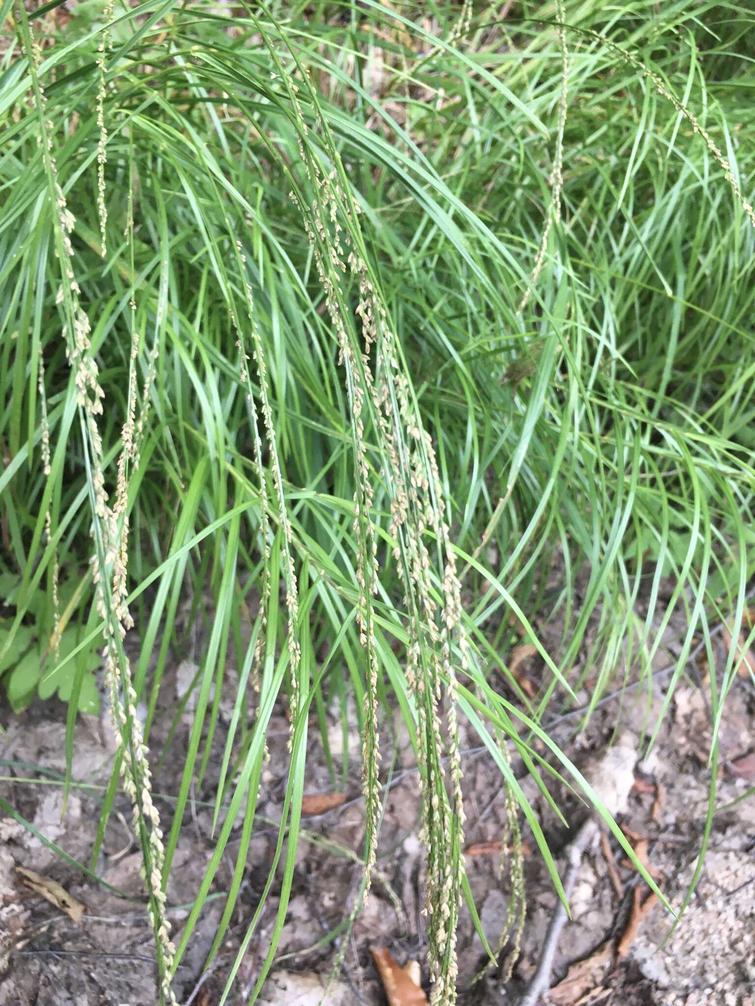 Glyceria melicaria (Michx.) F. T. Hubb. resmi