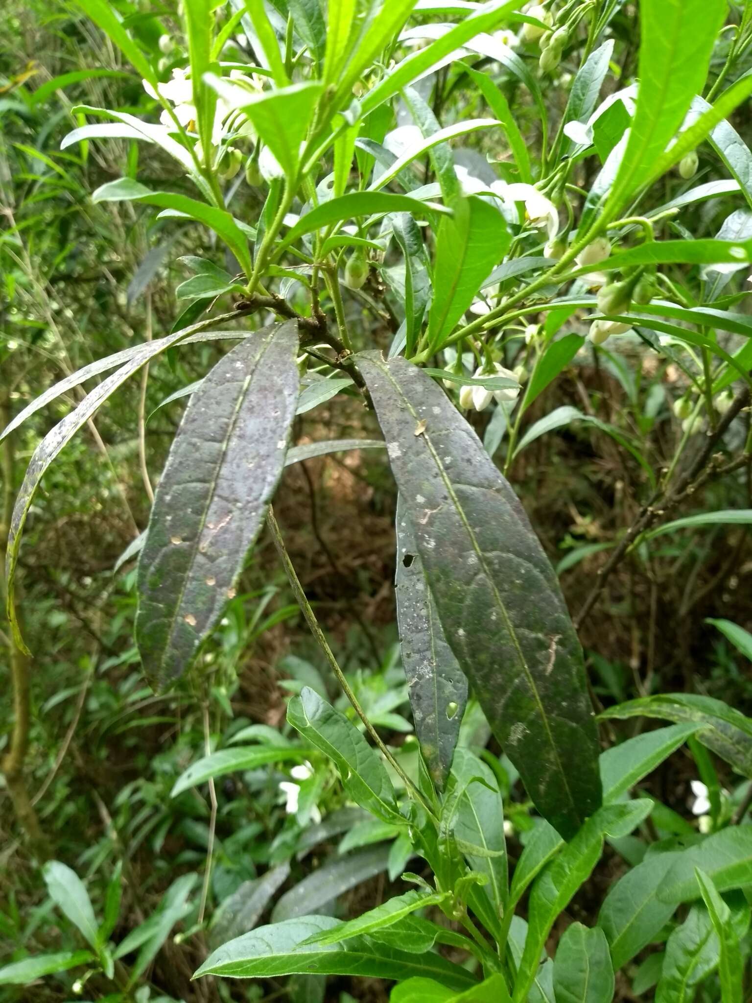 Image of Solanum compressum L. B. Smith & Downs