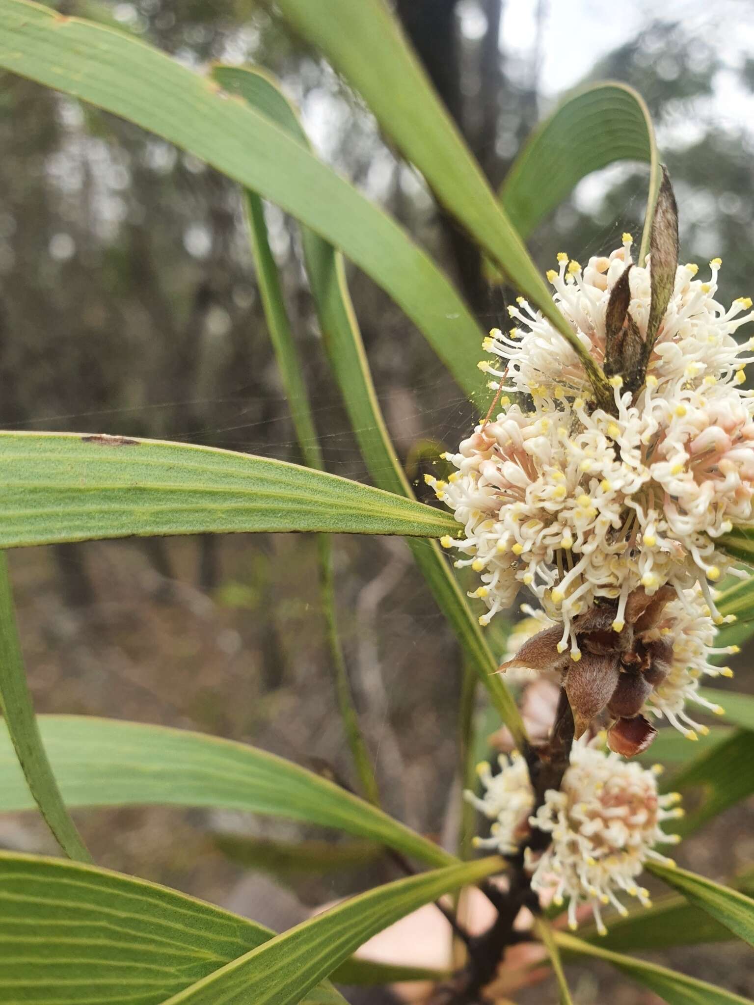 Imagem de Hakea benthamii I. M. Turner