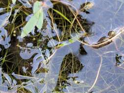 Image of Snail-Seed Pondweed