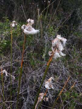 Imagem de Androtrichum trigynum (Spreng.) H. Pfeiff.