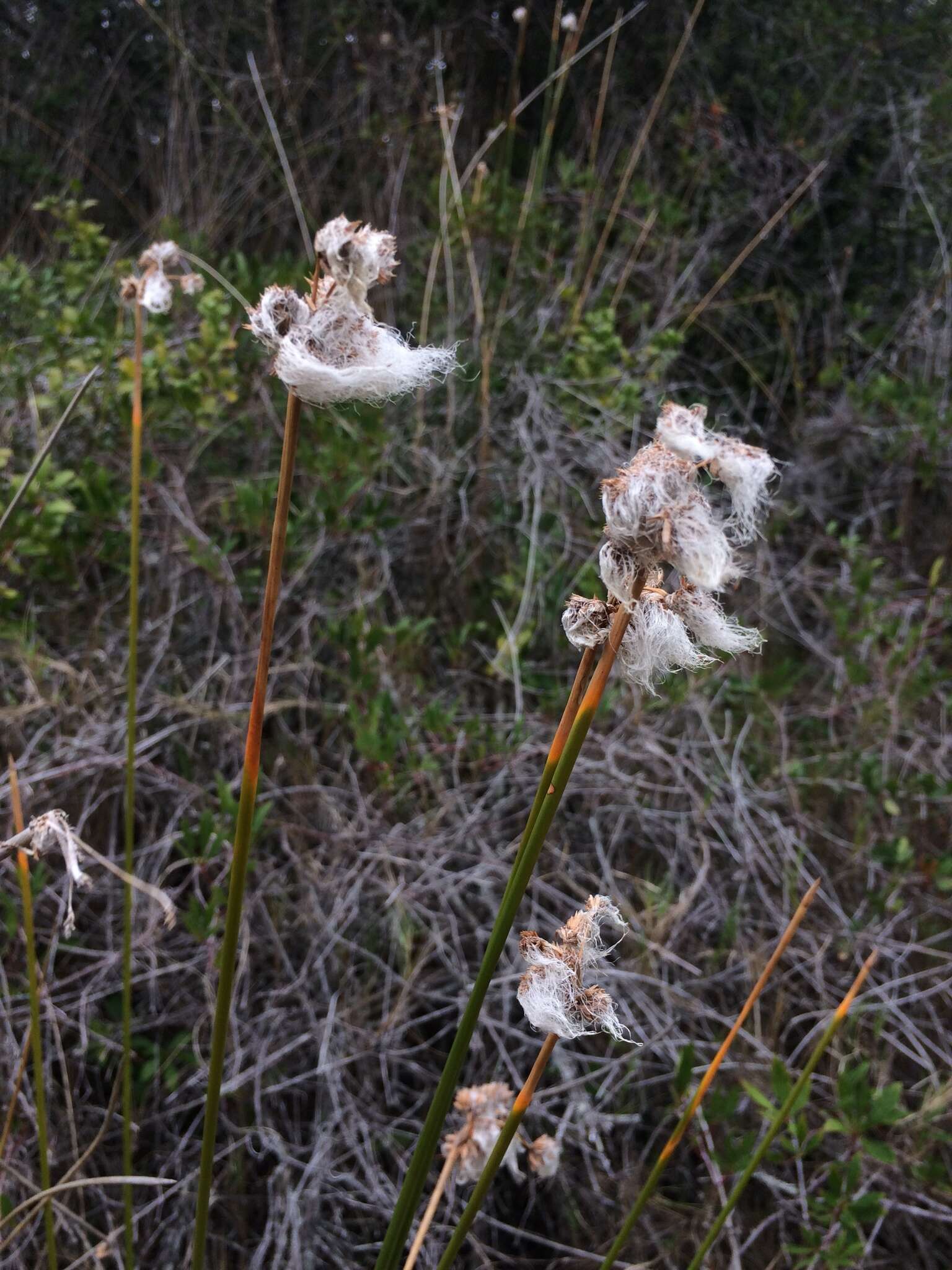 Слика од Androtrichum trigynum (Spreng.) H. Pfeiff.