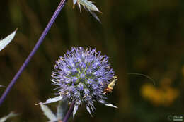 Imagem de Nemophora dumerilella (Duponchel 1839)