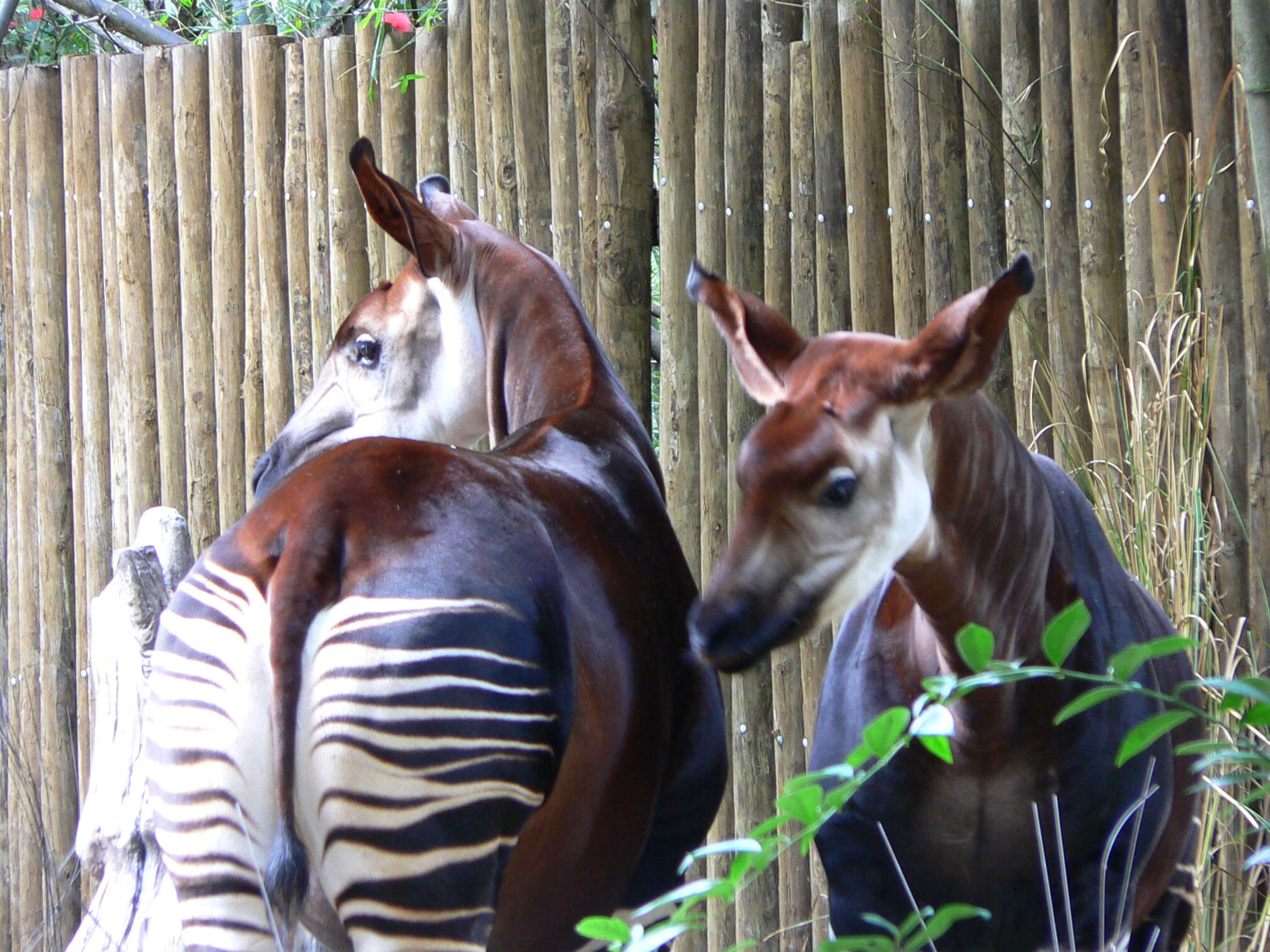 Image of Forest Giraffes