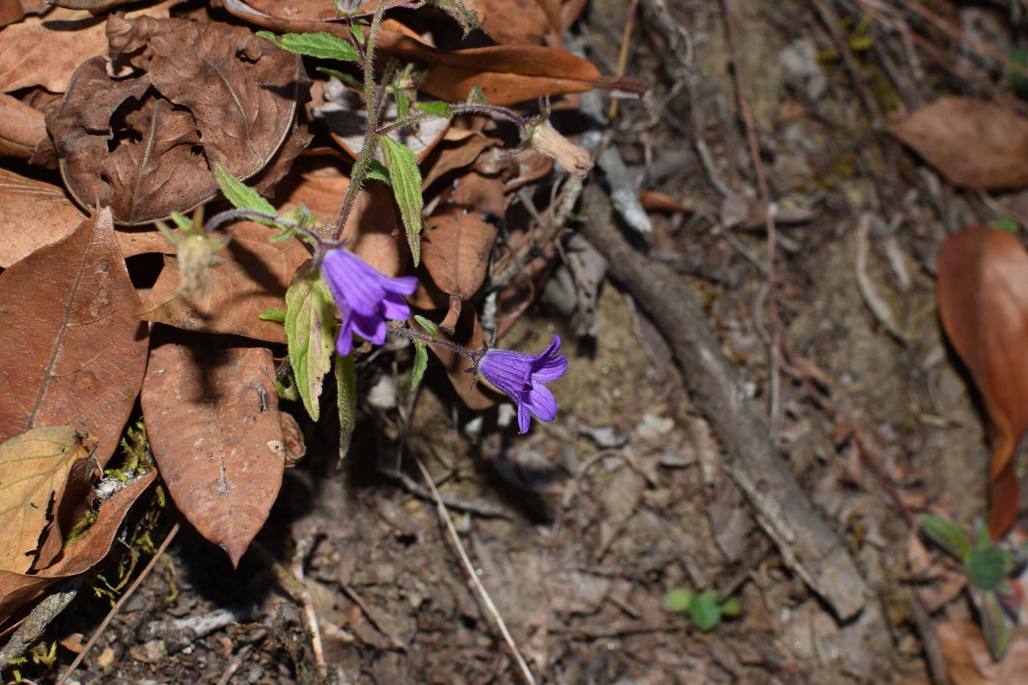 Imagem de Campanula pallida Wall.