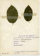 Image of Stigmella carpinella (Heinemann 1862) Gerasimov 1952