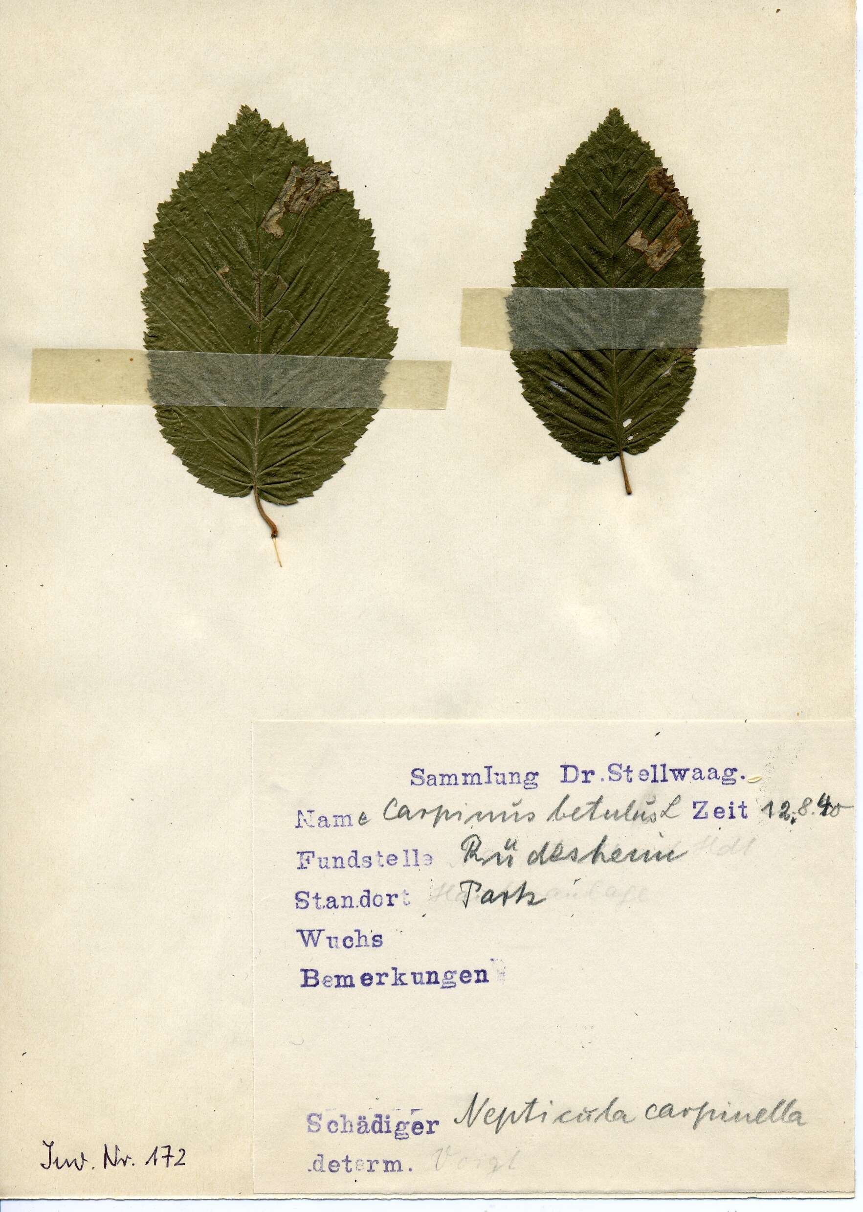 Image de Stigmella carpinella (Heinemann 1862) Gerasimov 1952