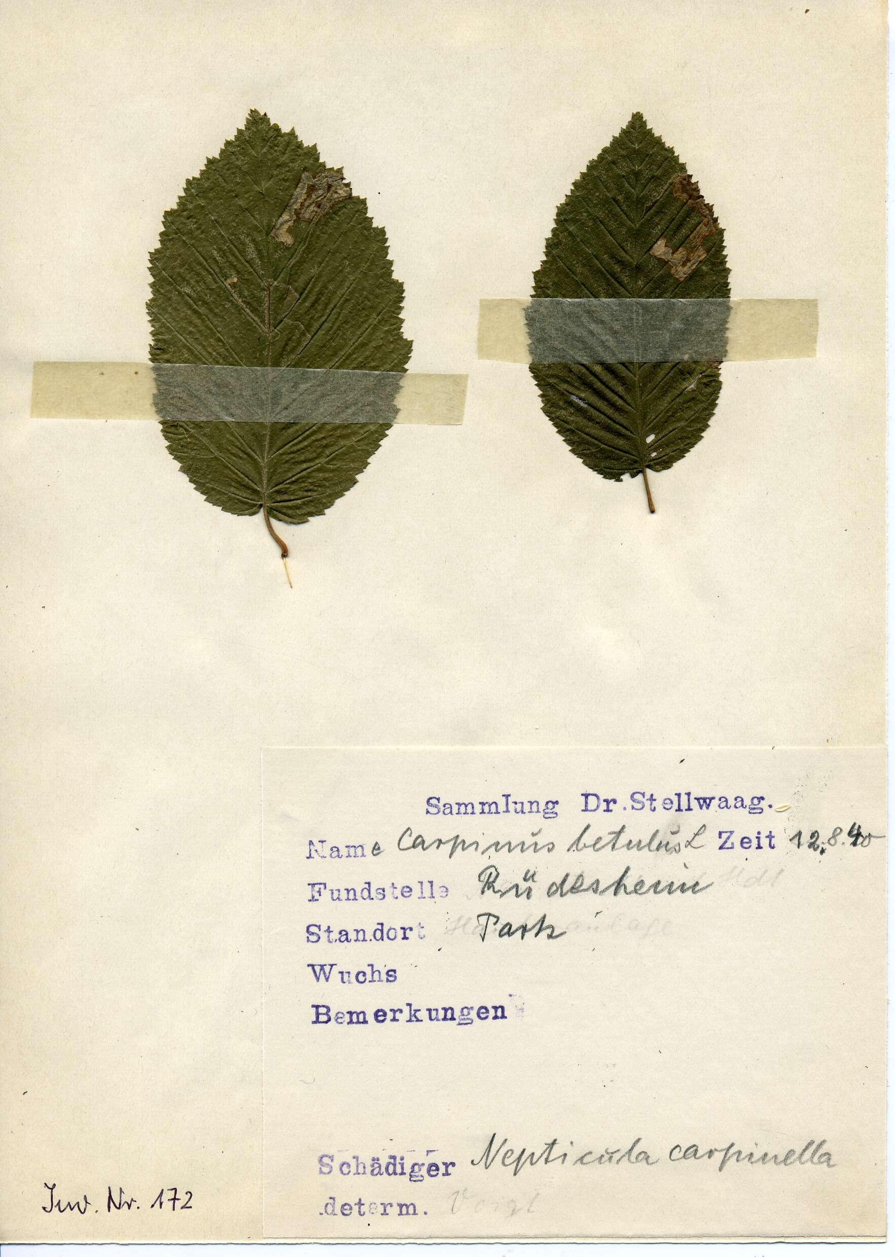 Stigmella carpinella (Heinemann 1862) Gerasimov 1952 resmi