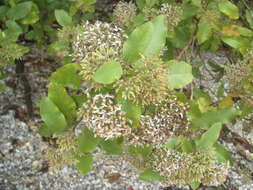 Image de Olearia albida Hook. fil.