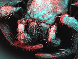 Image of Parasteatoda