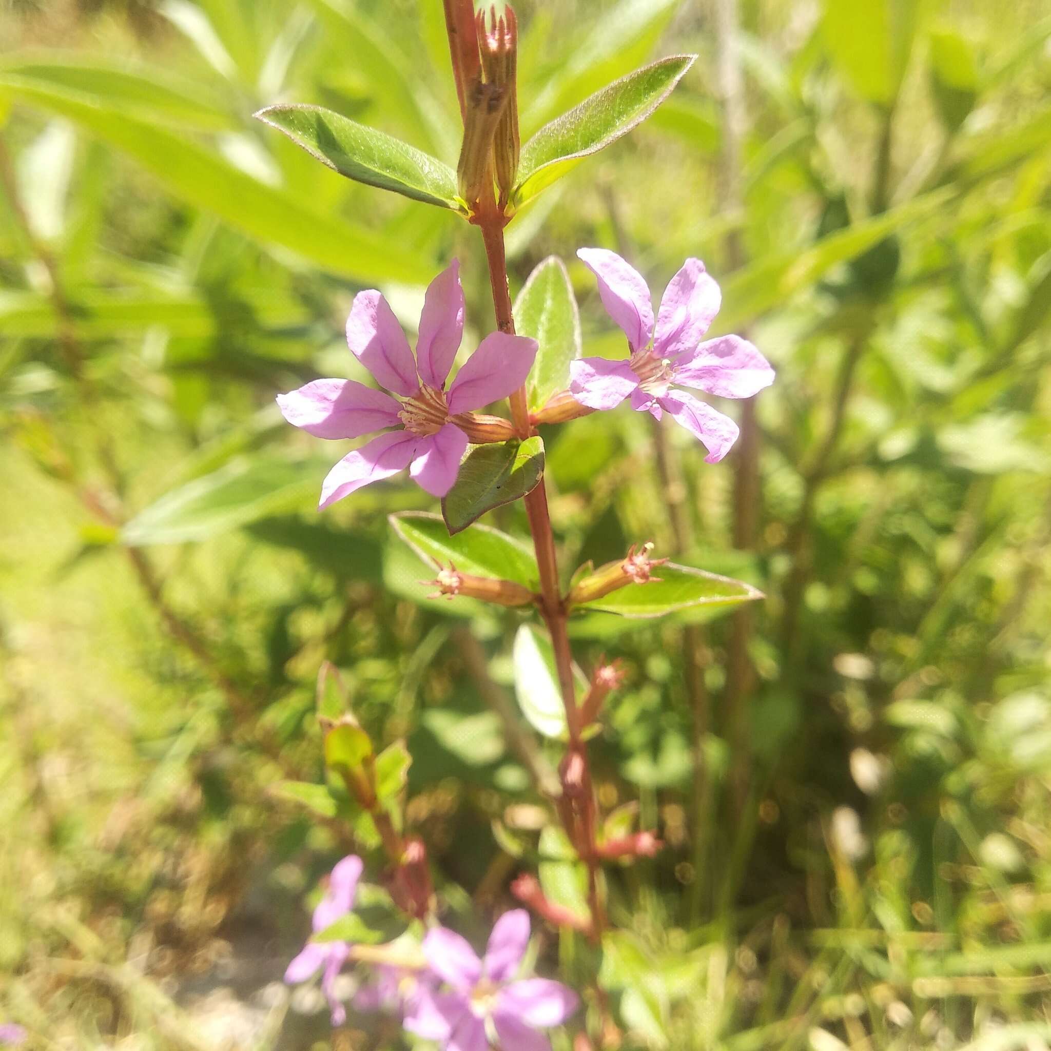 Image de Lythrum flagellare Shuttleworth ex Nieuwland