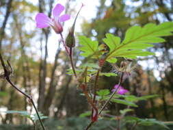 Imagem de Geranium robertianum L.