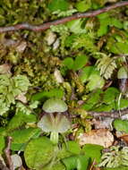 Image of Corybas vitreus Lehnebach