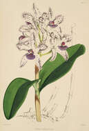 Image of Cattleya amethystoglossa Linden & Rchb. fil. ex R. Warner