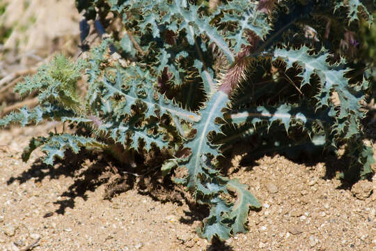 Image of Mojave pricklypoppy