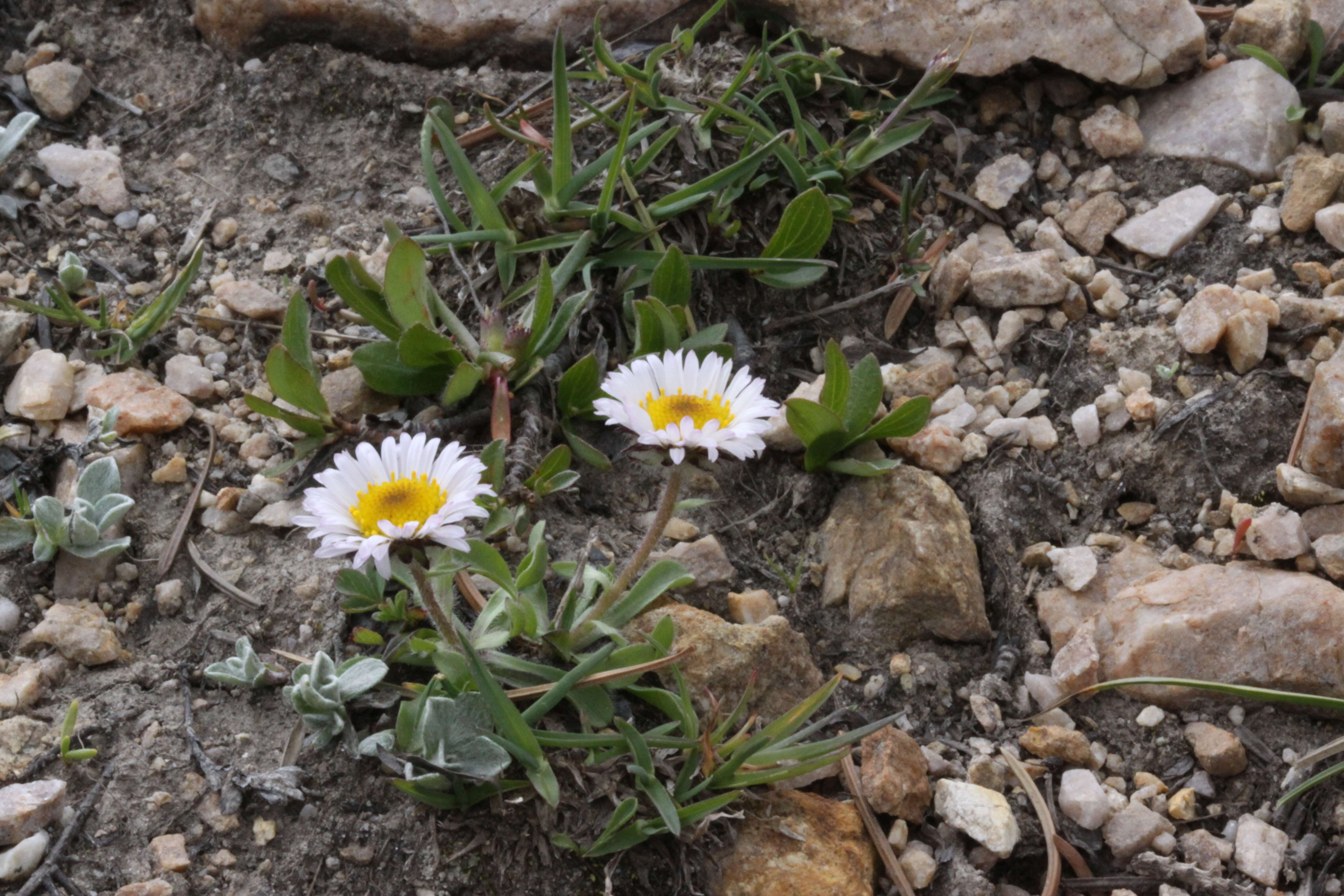 Image of largeflower fleabane