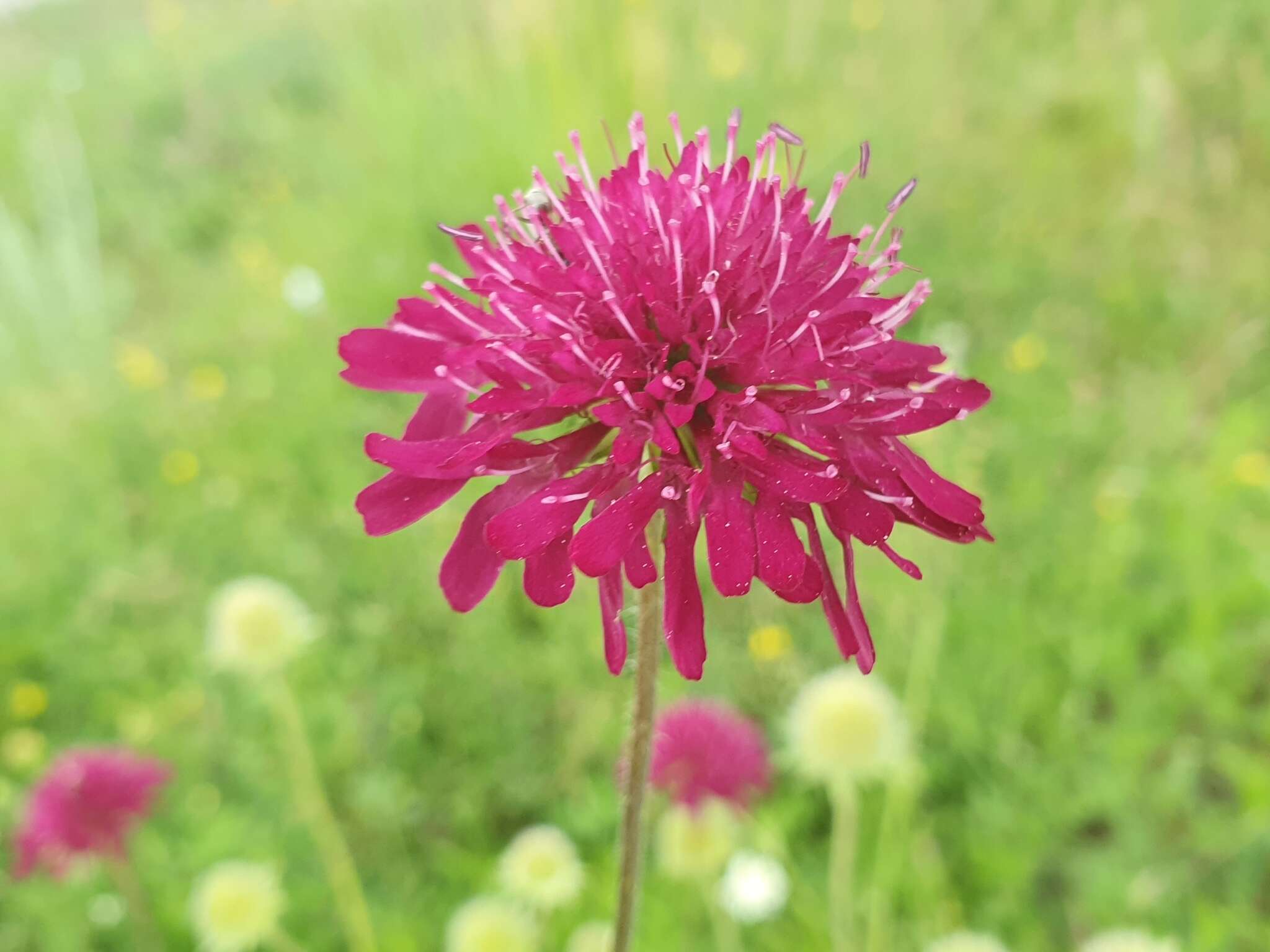 Plancia ëd Knautia macedonica Griseb.