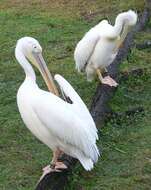 Image of Great White Pelican