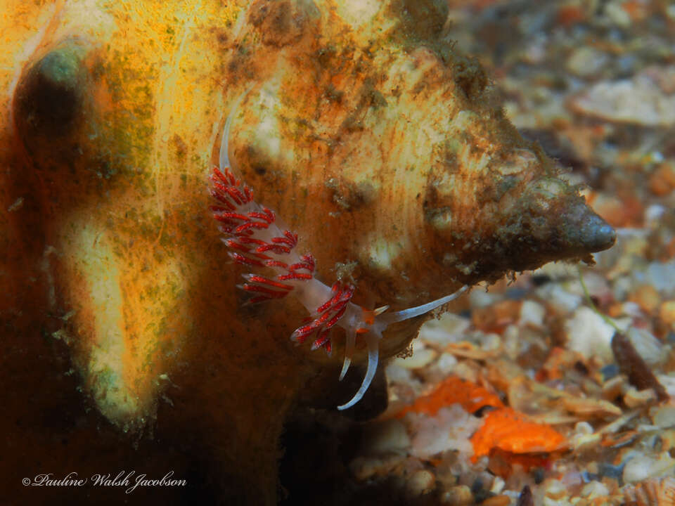 Image of Cratena minor Padula, Araújo, Matthews-Cascon & Schrödl 2014