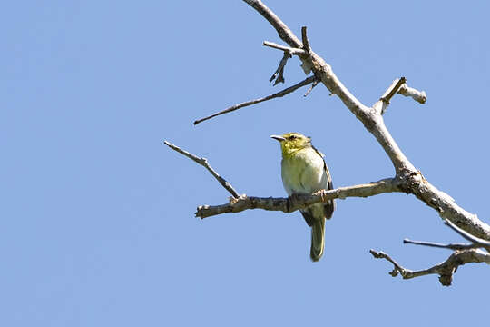 Image of Stripe-throated Jery