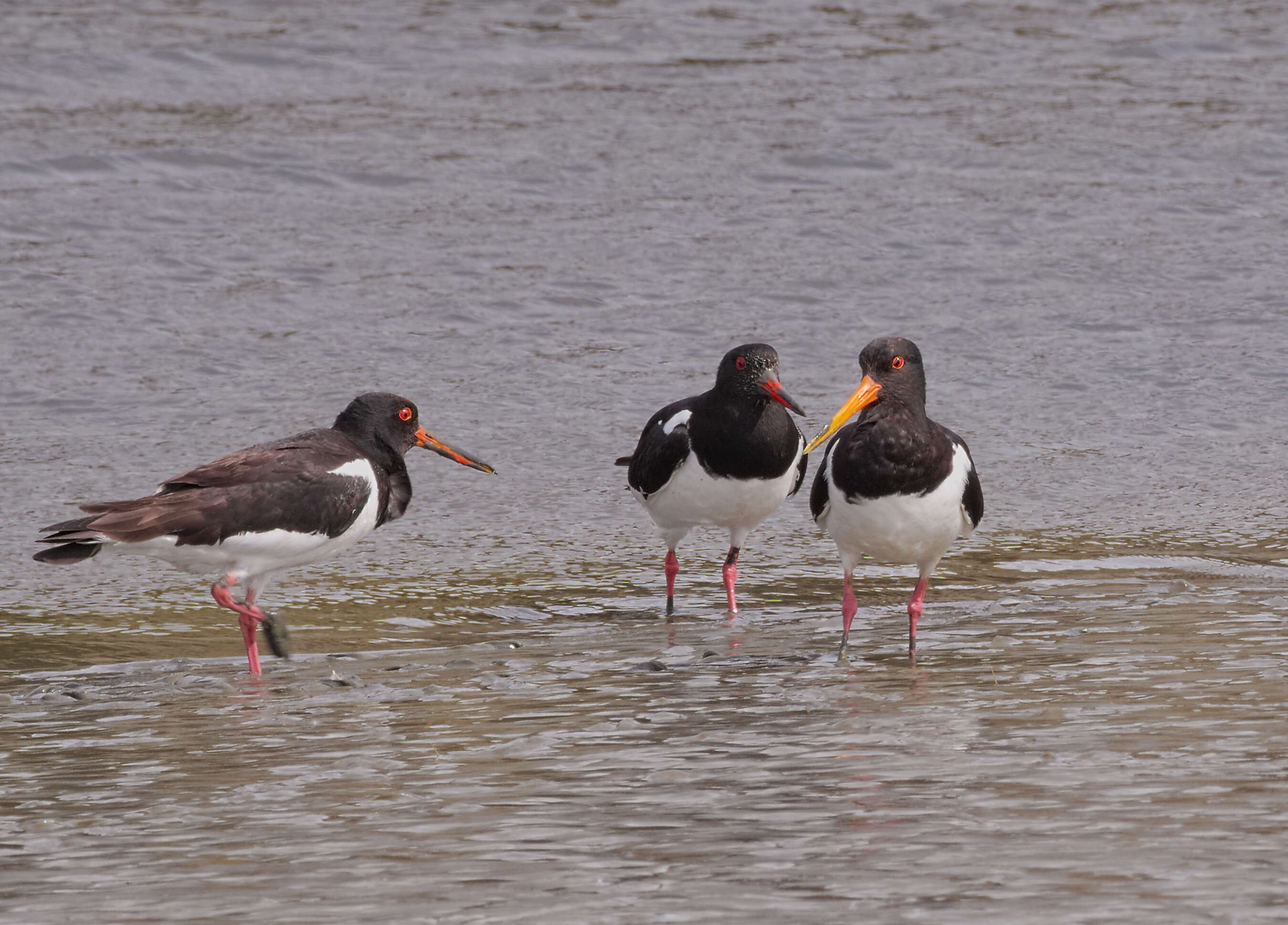 Image of oystercatcher, eurasian oystercatcher