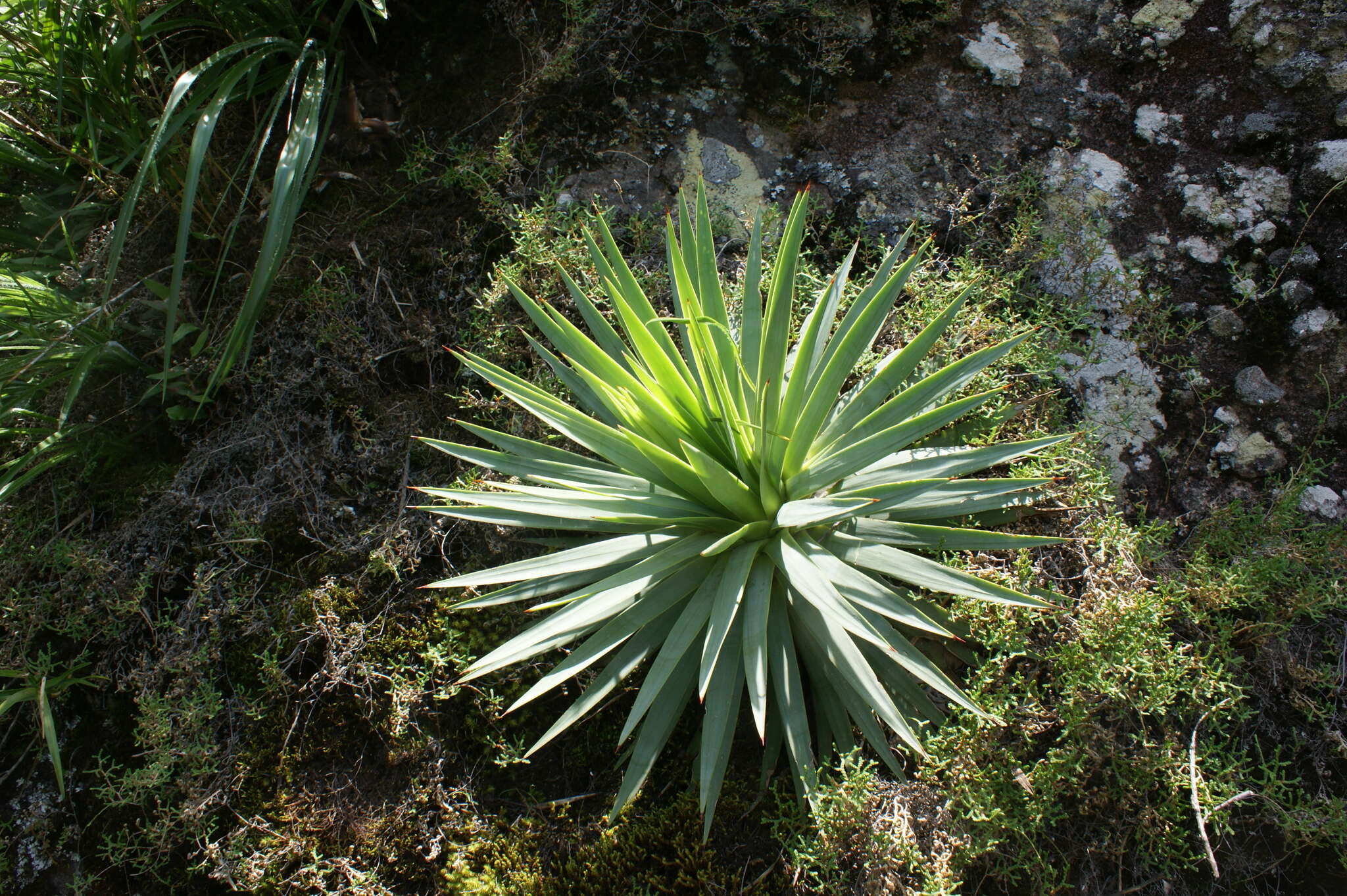 Image of Cliff's agave