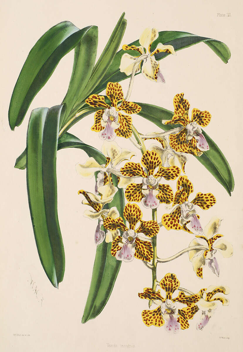 Image of Vanda insignis Blume