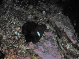 Image of Black Angelfish