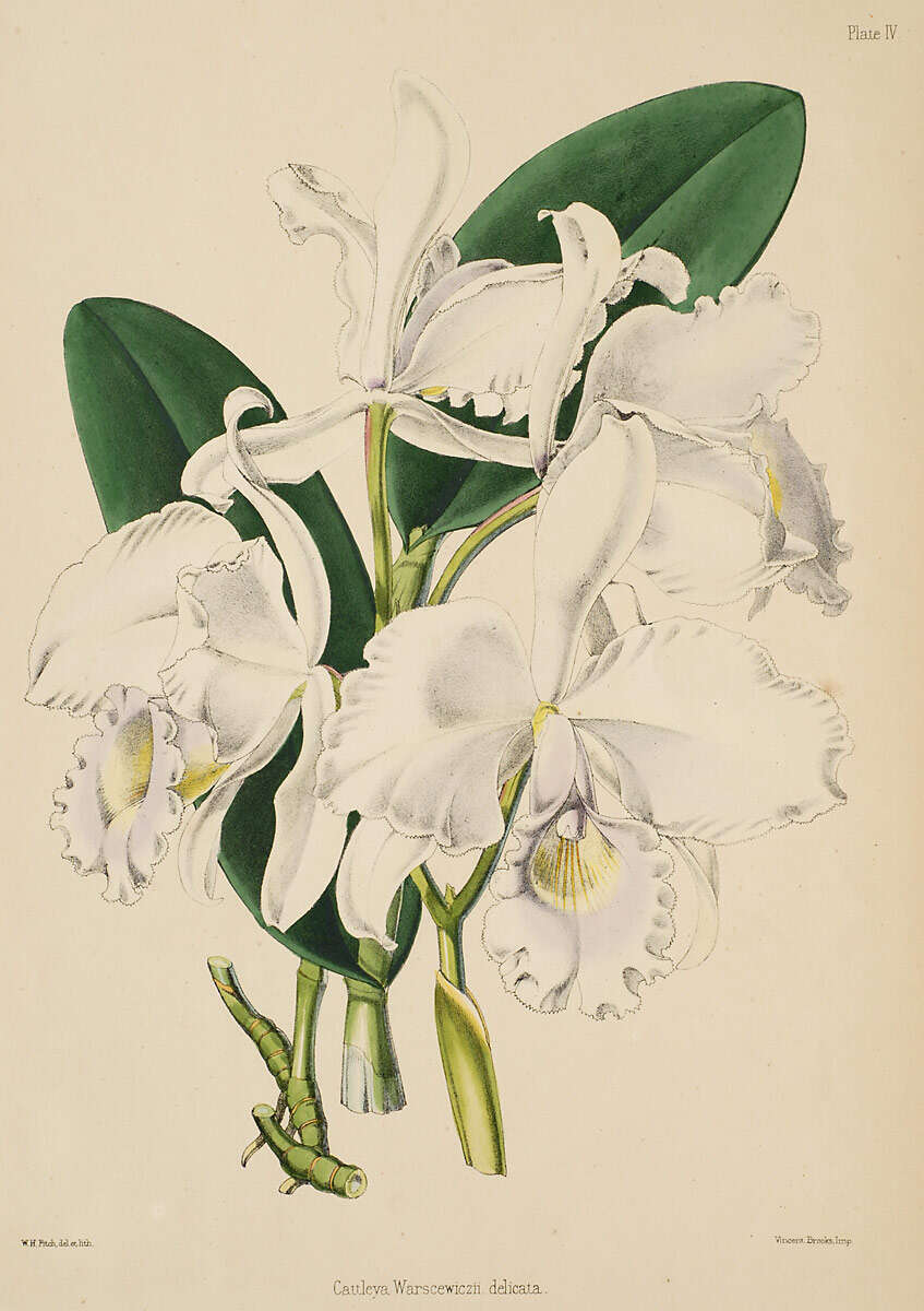 Image of Warscewicz's Cattleya