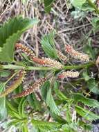 Image of Acalypha communis Müll. Arg.