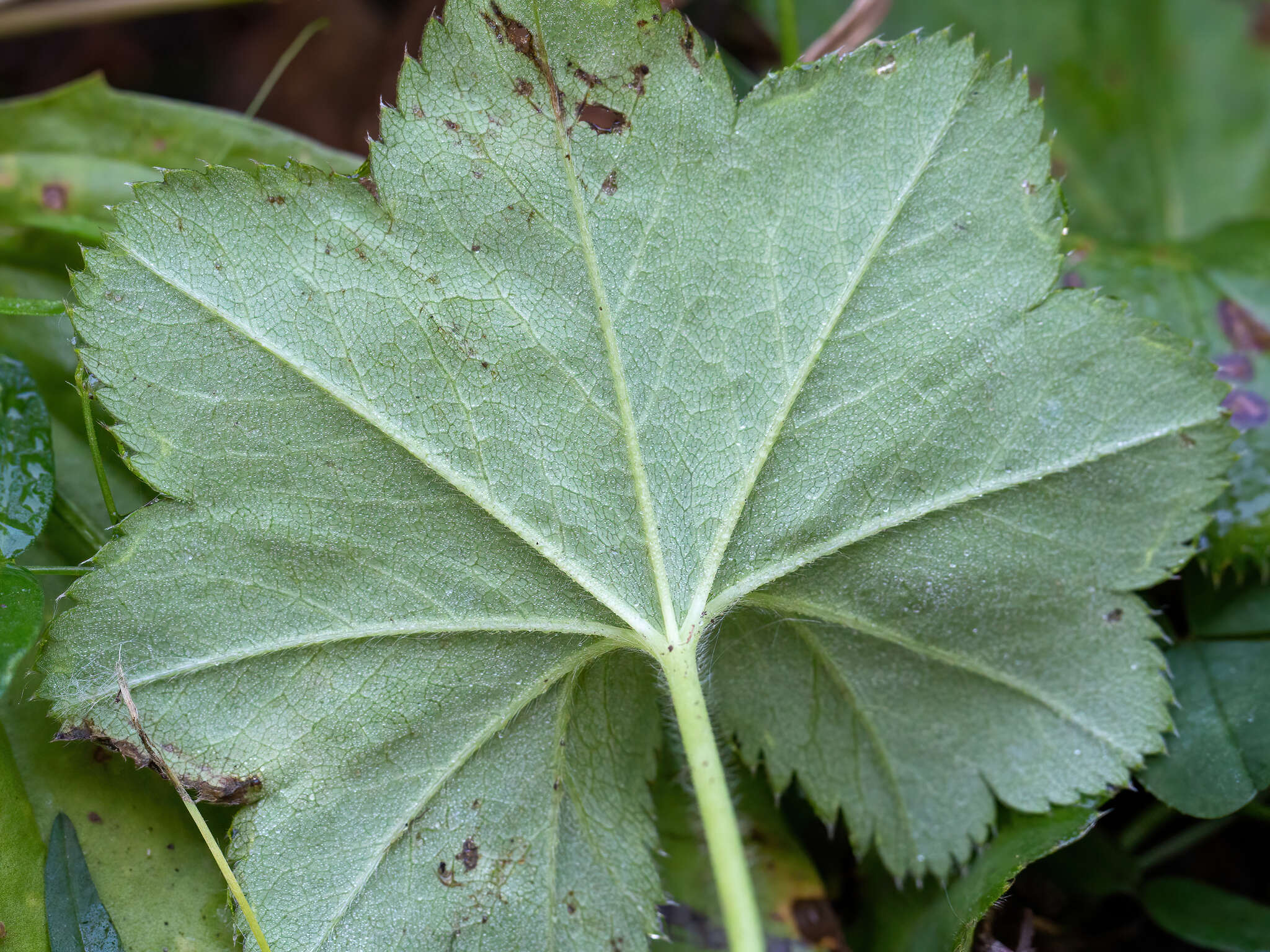 صورة Alchemilla filicaulis Buser