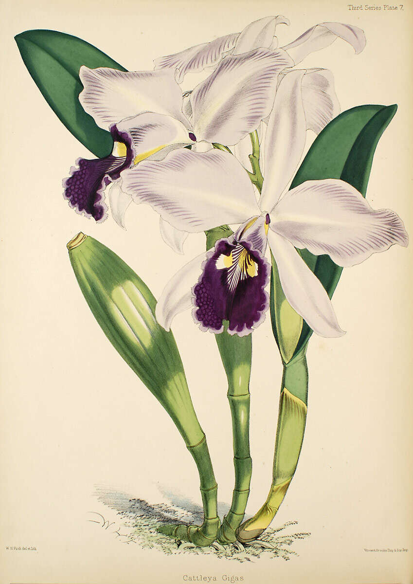 Image of Warscewicz's Cattleya