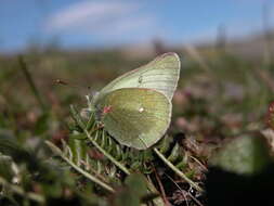 Image de Virescent