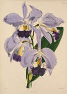 Image of Warner's Cattleya