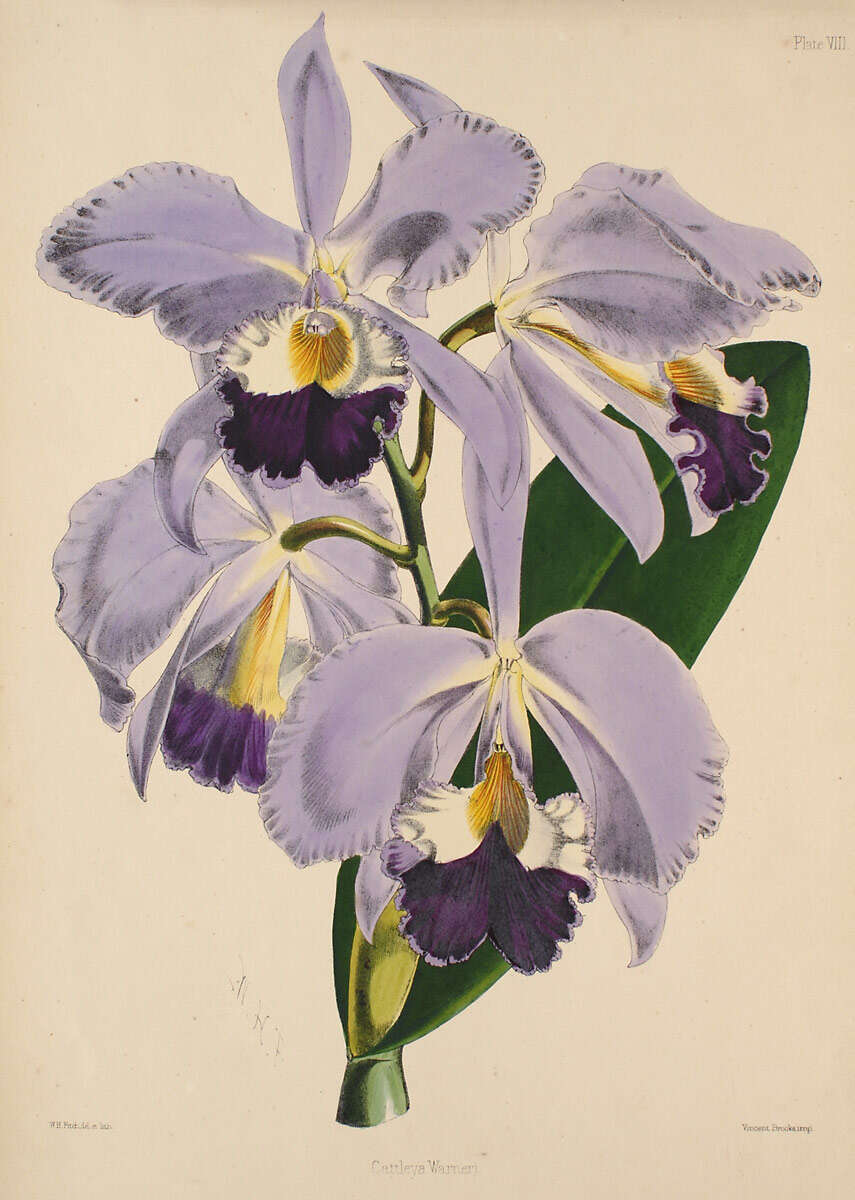 Imagem de Cattleya warneri T. Moore ex R. Warner