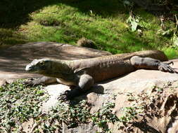 Image of Komodo Dragon