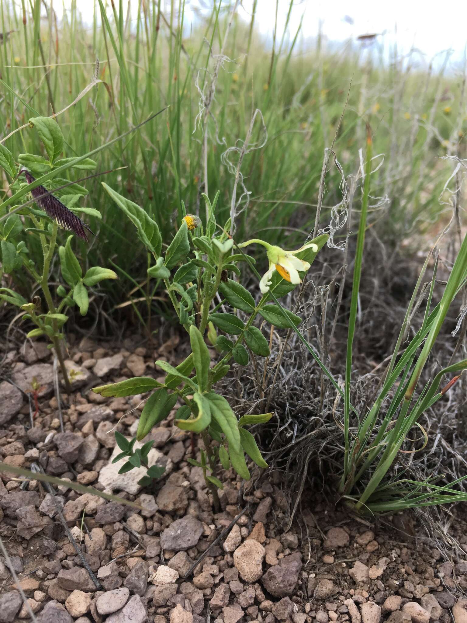 Image of wild potato