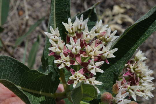 Image of Hall's milkweed