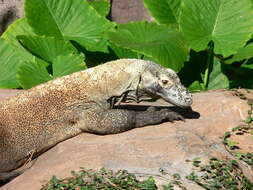 Image of Komodo Dragon